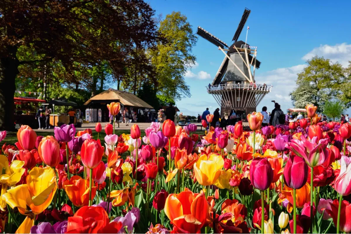 Gh&eacute; thăm Keukenhof &ndash; Gh&eacute; thăm Keukenhof được mệnh danh đẹp nhất thế giới- Ảnh 2.