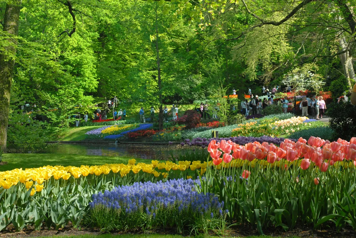Gh&eacute; thăm Keukenhof &ndash; Gh&eacute; thăm Keukenhof được mệnh danh đẹp nhất thế giới- Ảnh 1.