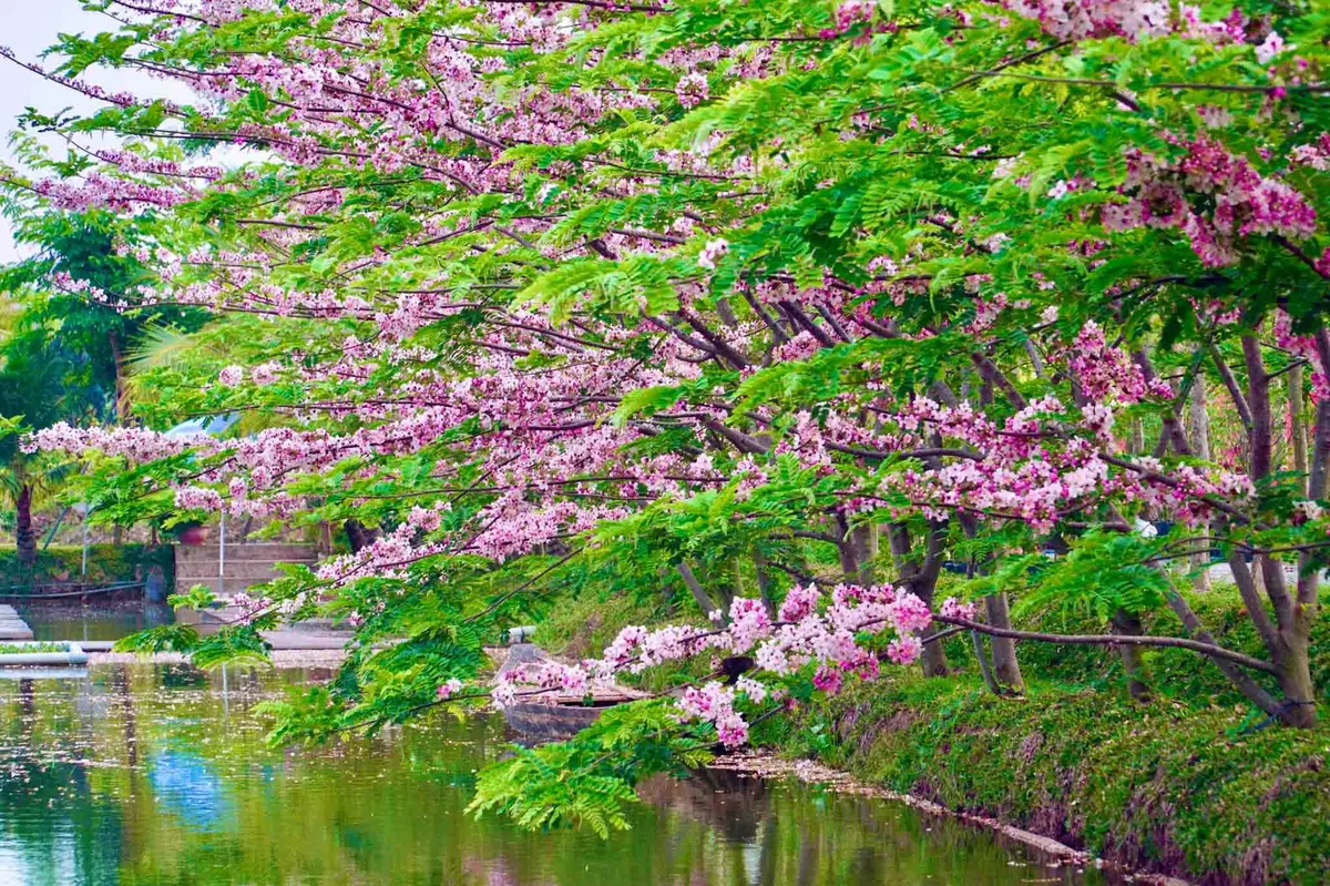 Vườn hoa anh đ&agrave;o đang g&acirc;y sốt ở Sa Đ&eacute;c- Ảnh 2.