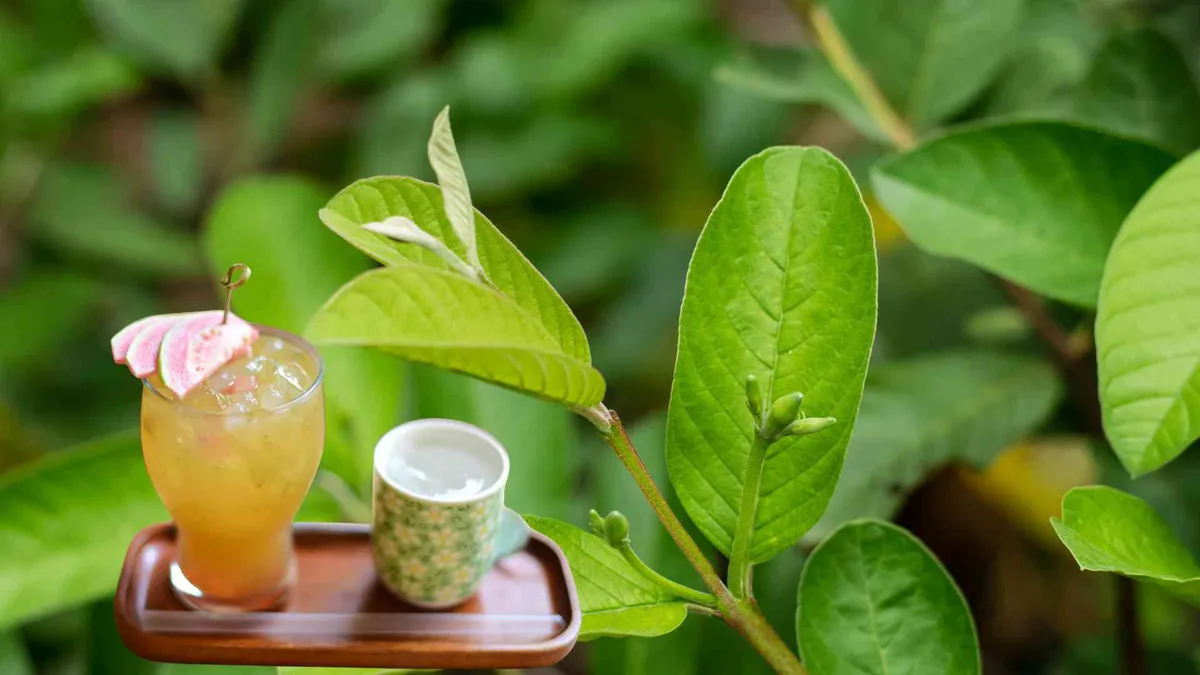 Những nh&oacute;m người n&ecirc;n c&acirc;n nhắc uống nước l&aacute; ổi thường xuy&ecirc;n- Ảnh 1.