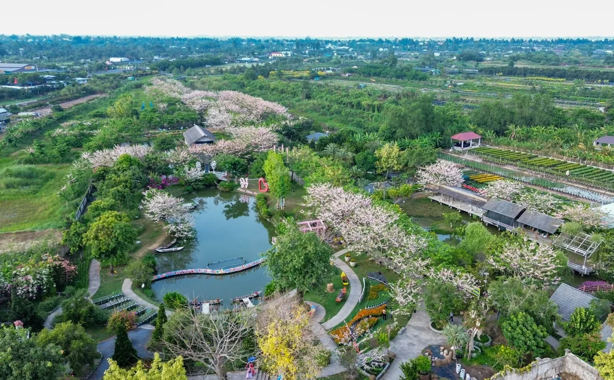 Vườn hoa anh đ&agrave;o đang g&acirc;y sốt ở Sa Đ&eacute;c- Ảnh 1.