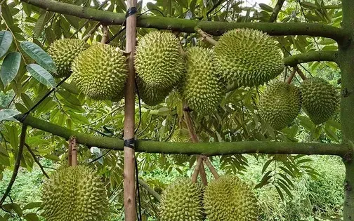 Gi&aacute; sầu ri&ecirc;ng Ri6 ở Đồng Th&aacute;p rơi xuống mức thấp kỷ lục, nh&agrave; vườn lo thua lỗ- Ảnh 1.