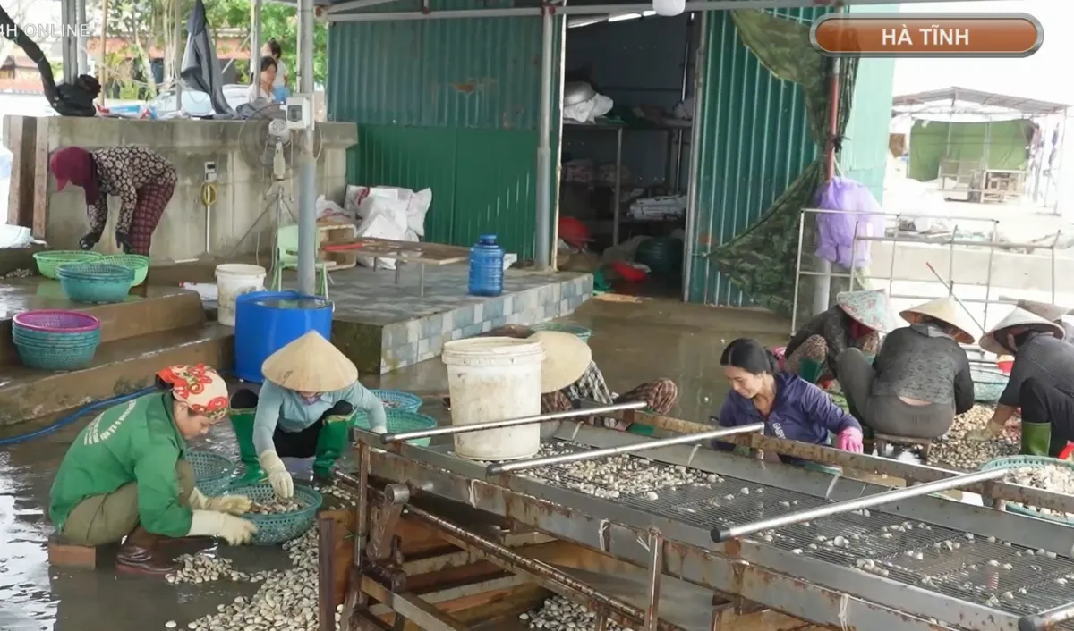 H&agrave; Tĩnh: H&agrave;ng trăm tấn ngao chết h&agrave;ng loạt- Ảnh 8.