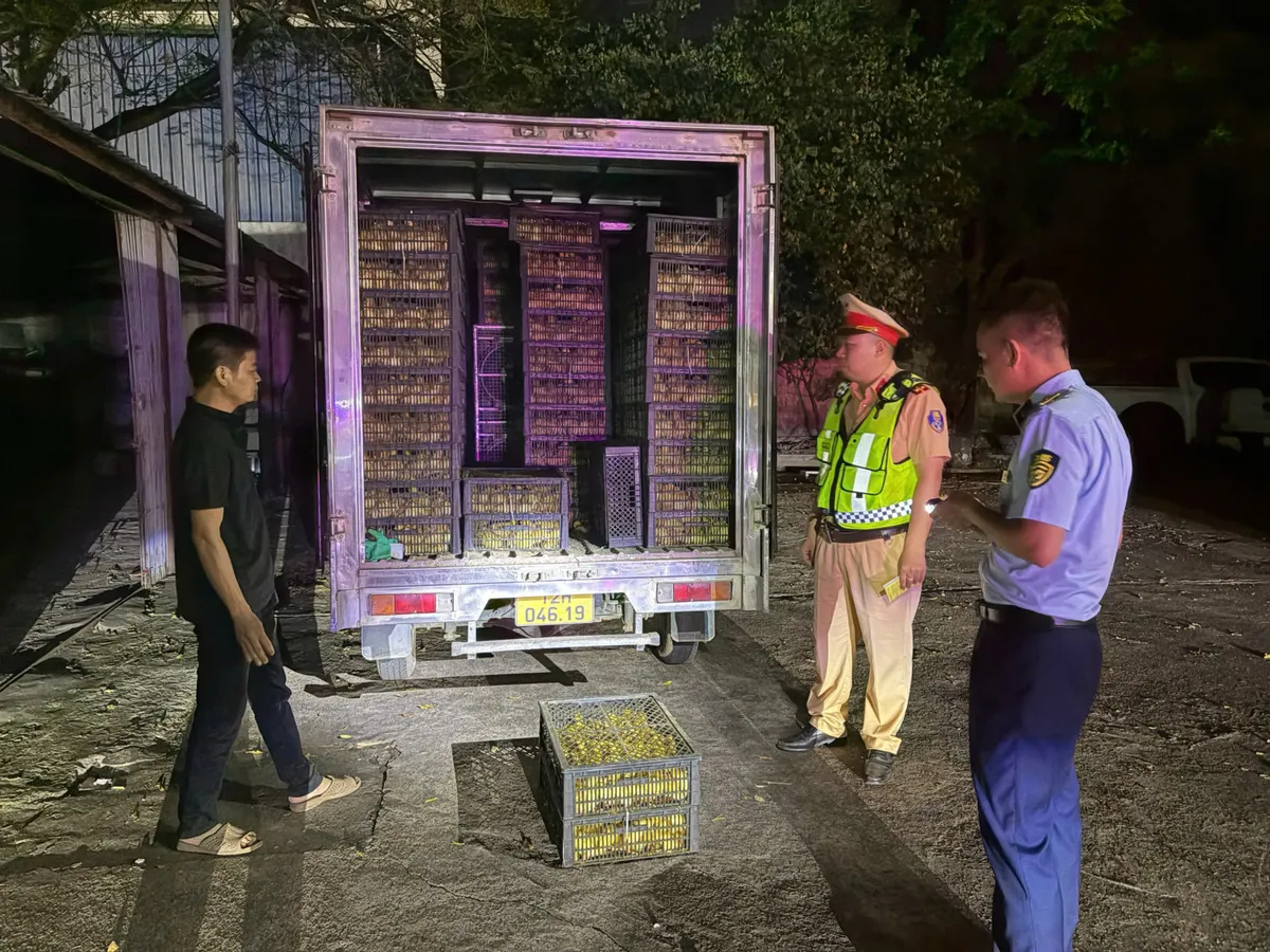 Ph&aacute;t hiện xe tải chở 10.000 vịt con kh&ocirc;ng r&otilde; nguồn gốc ở Quảng Ninh - Ảnh 1.