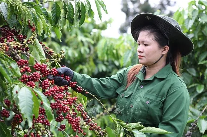 Bản tin n&ocirc;ng sản h&ocirc;m nay (29-4): Gi&aacute; c&agrave; ph&ecirc; giảm nhẹ
- Ảnh 1.