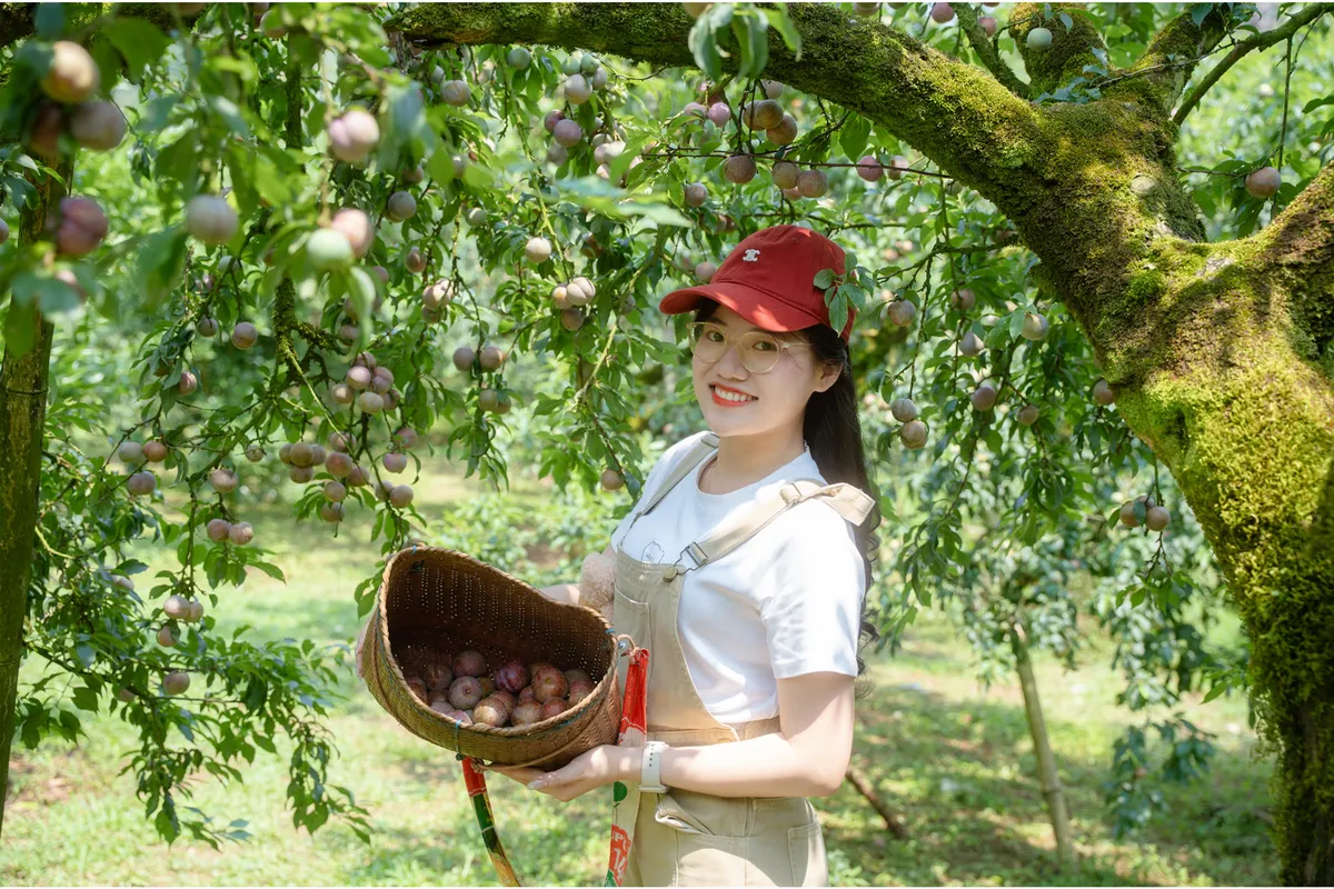 Du kh&aacute;ch th&iacute;ch th&uacute; trải nghiệm h&aacute;i mận tại vườn ở Điện Bi&ecirc;n- Ảnh 1.