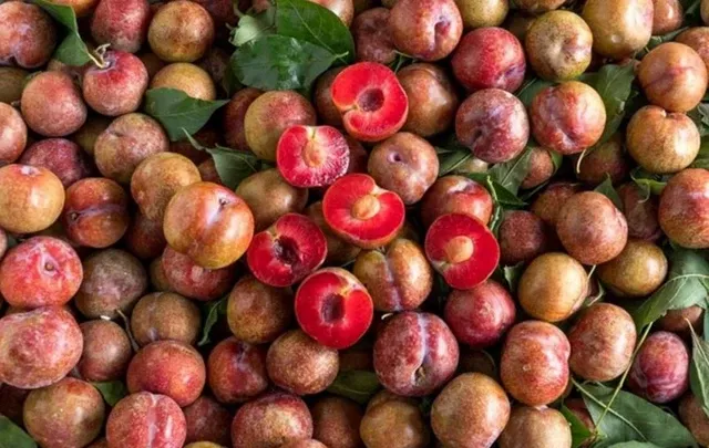 Ăn mận đ&uacute;ng c&aacute;ch: Lợi &iacute;ch nhiều nhưng c&oacute; nh&oacute;m người cần tr&aacute;nh- Ảnh 1.