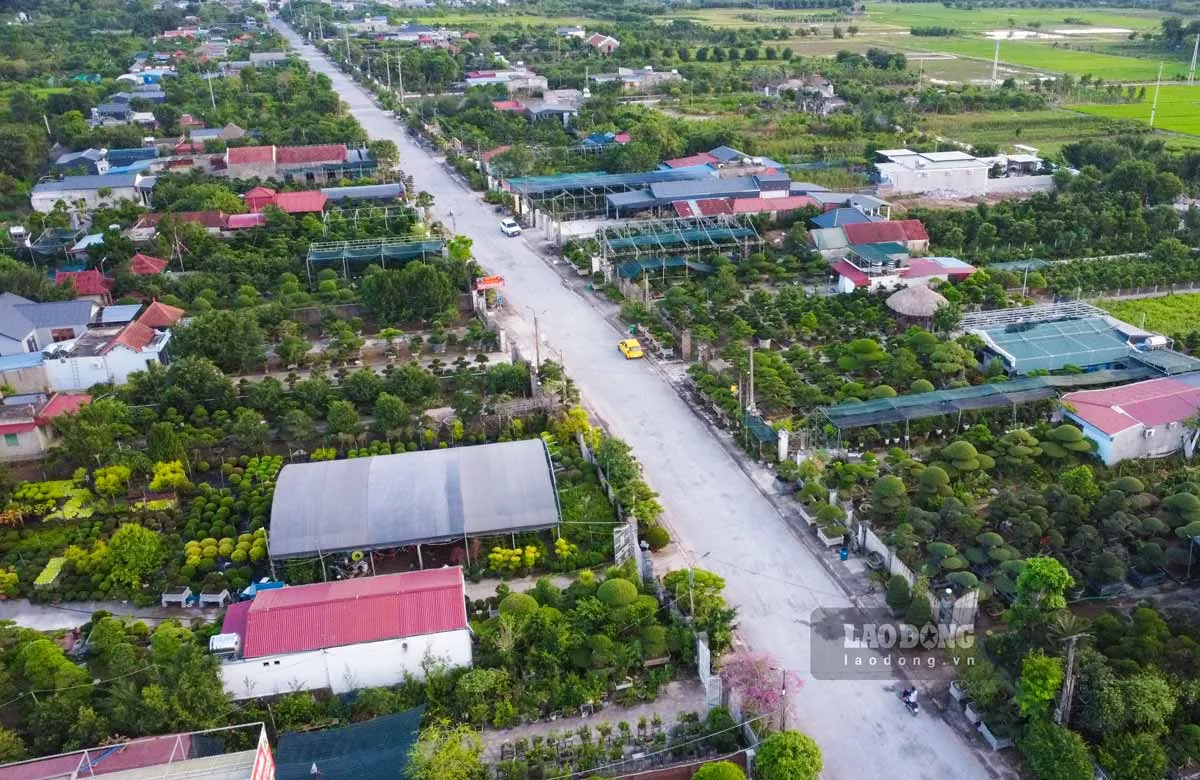 L&agrave;m gi&agrave;u từ c&acirc;y cảnh, nhiều vườn trị gi&aacute; h&agrave;ng trăm tỉ đồng ở Ninh B&igrave;nh- Ảnh 2.