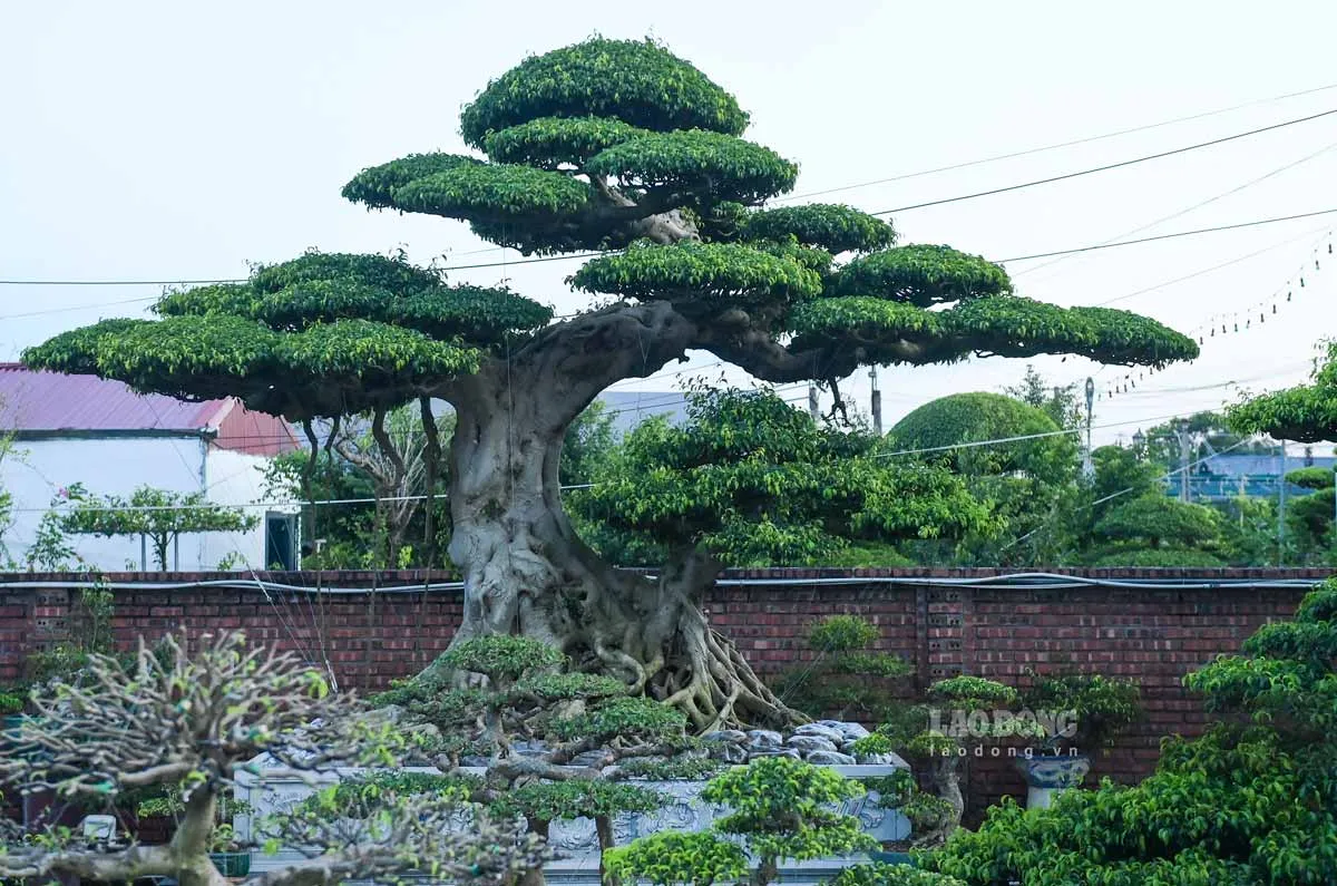 L&agrave;m gi&agrave;u từ c&acirc;y cảnh, nhiều vườn trị gi&aacute; h&agrave;ng trăm tỉ đồng ở Ninh B&igrave;nh- Ảnh 4.
