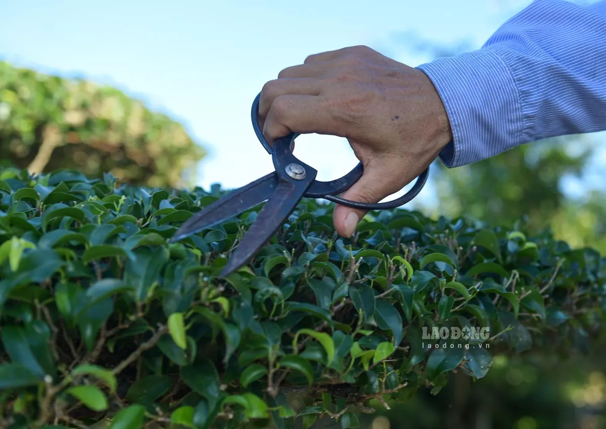 L&agrave;m gi&agrave;u từ c&acirc;y cảnh, nhiều vườn trị gi&aacute; h&agrave;ng trăm tỉ đồng ở Ninh B&igrave;nh- Ảnh 5.