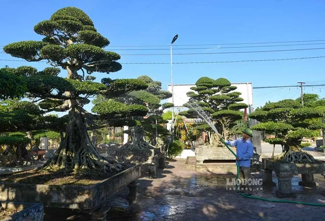 L&agrave;m gi&agrave;u từ c&acirc;y cảnh, nhiều vườn trị gi&aacute; h&agrave;ng trăm tỉ đồng ở Ninh B&igrave;nh- Ảnh 1.