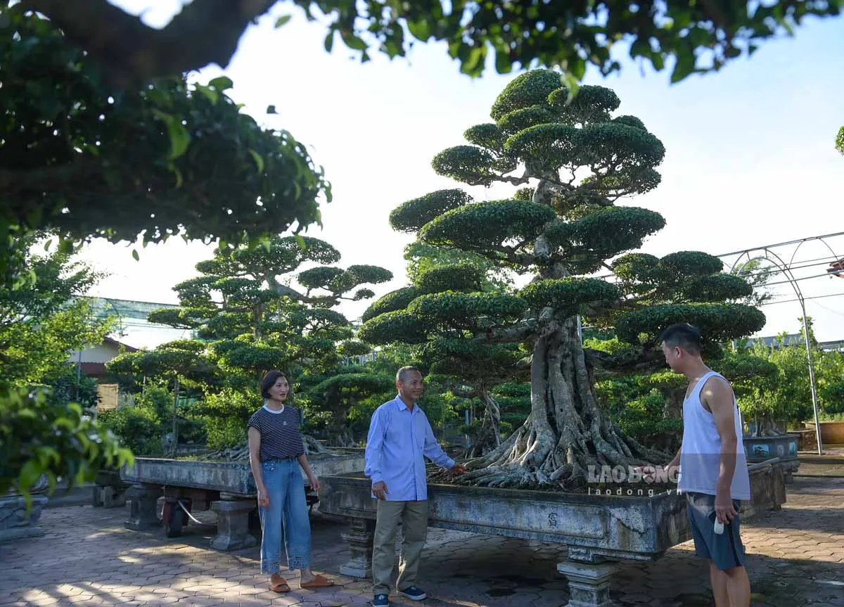 L&agrave;m gi&agrave;u từ c&acirc;y cảnh, nhiều vườn trị gi&aacute; h&agrave;ng trăm tỉ đồng ở Ninh B&igrave;nh- Ảnh 3.