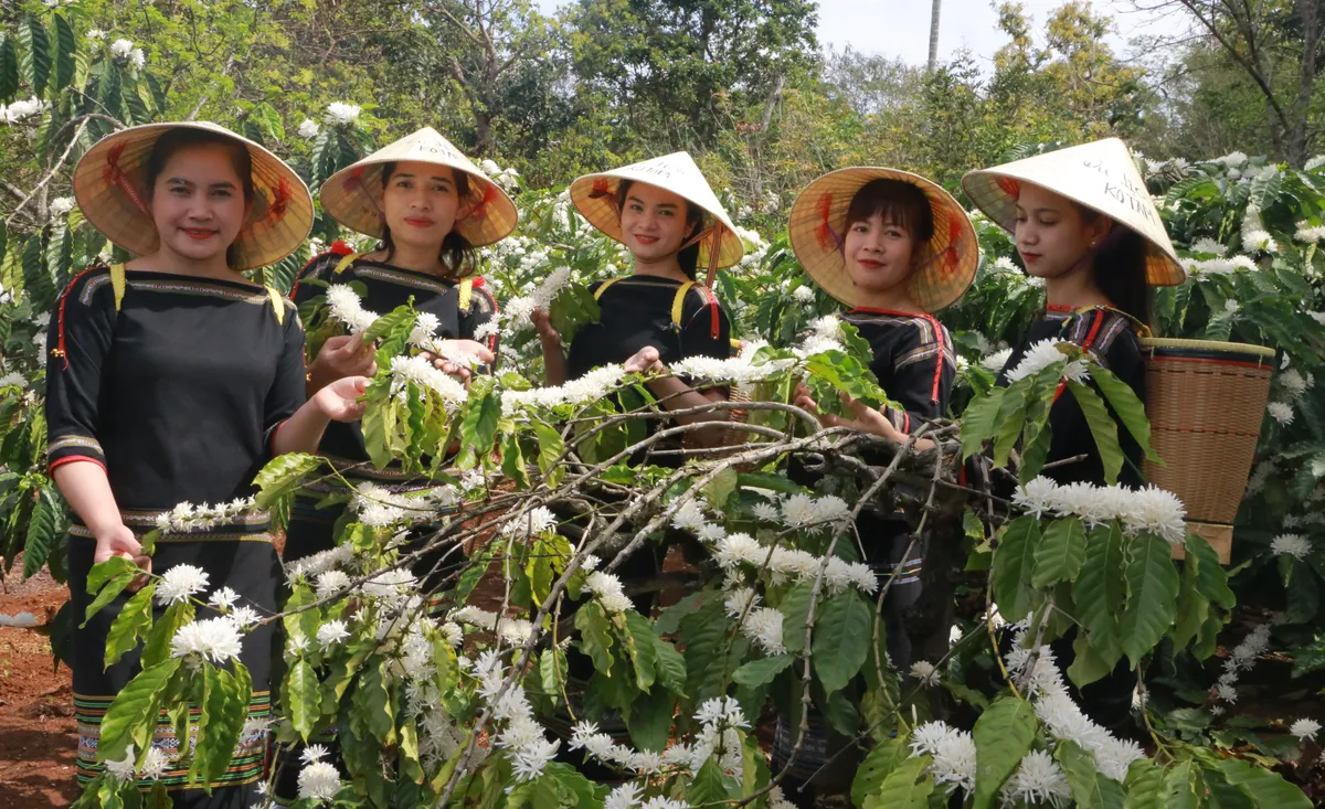 Đắk Lắk: N&acirc;ng tầm gi&aacute; trị c&agrave; ph&ecirc; Việt qua m&ocirc; h&igrave;nh du lịch canh n&ocirc;ng- Ảnh 1.