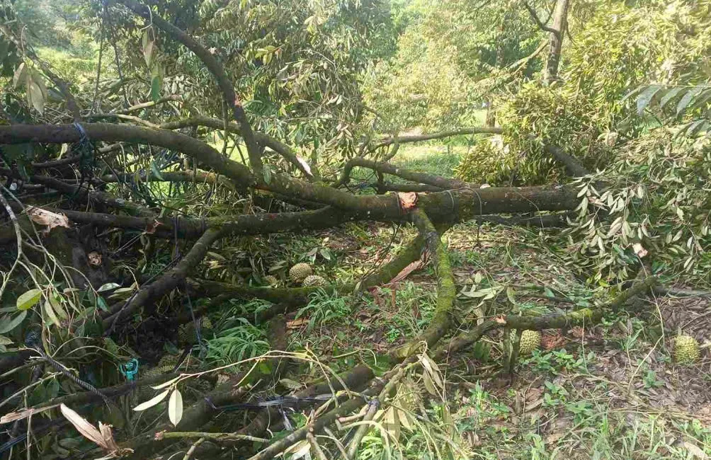 Mưa lớn kèm lốc xoáy gây thiệt hại nặng "Thủ phủ sầu riêng" ở Lâm Đồng - Ảnh 2.