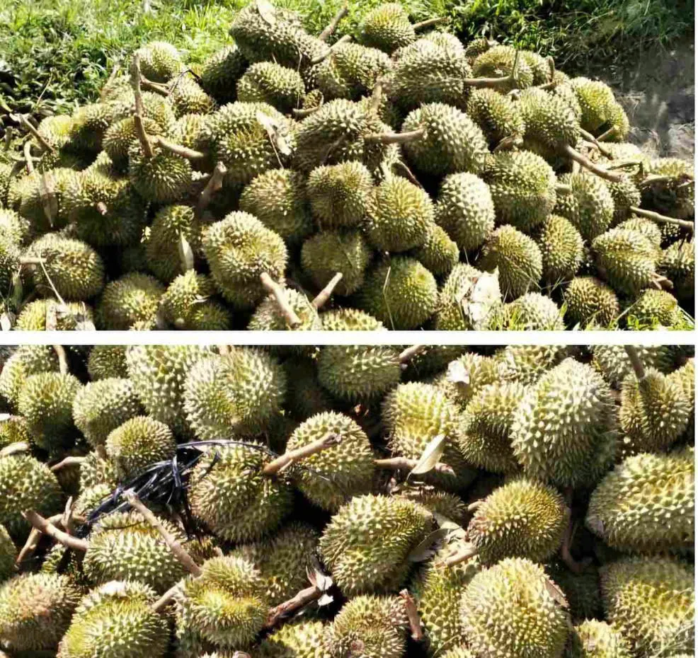Mưa lớn kèm lốc xoáy gây thiệt hại nặng "Thủ phủ sầu riêng" ở Lâm Đồng - Ảnh 3.