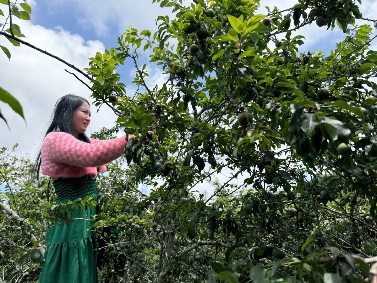 Đến Cầu Đất - Đ&agrave; Lạt, trải nghiệm vườn mận Tam Hoa- Ảnh 5.