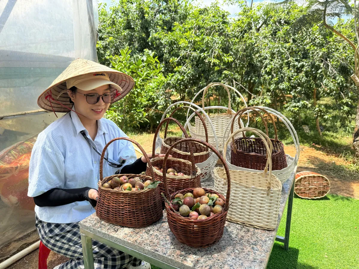 Đến Cầu Đất - Đ&agrave; Lạt, trải nghiệm vườn mận Tam Hoa- Ảnh 2.