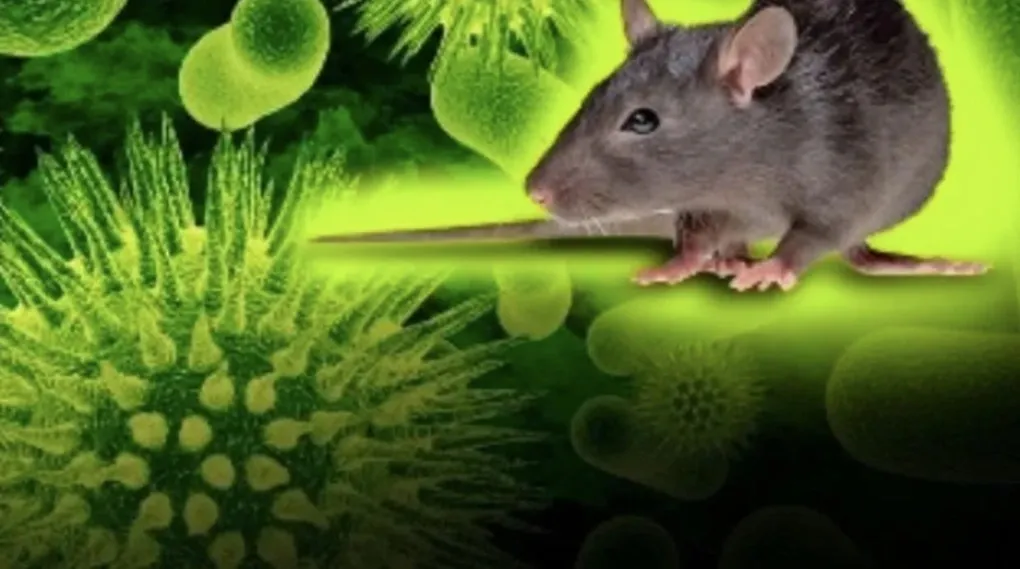 WHO ghi nhận ch&ugrave;m ca nghi nhiễm virus Hanta tr&ecirc;n t&agrave;u du lịch, Việt Nam chưa c&oacute; ca bệnh- Ảnh 1.