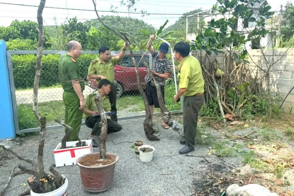 Ninh B&igrave;nh xử l&yacute; 8 vụ khai th&aacute;c, t&agrave;ng trữ tr&aacute;i ph&eacute;p c&acirc;y muội hồng từ rừng tự nhi&ecirc;n- Ảnh 1.