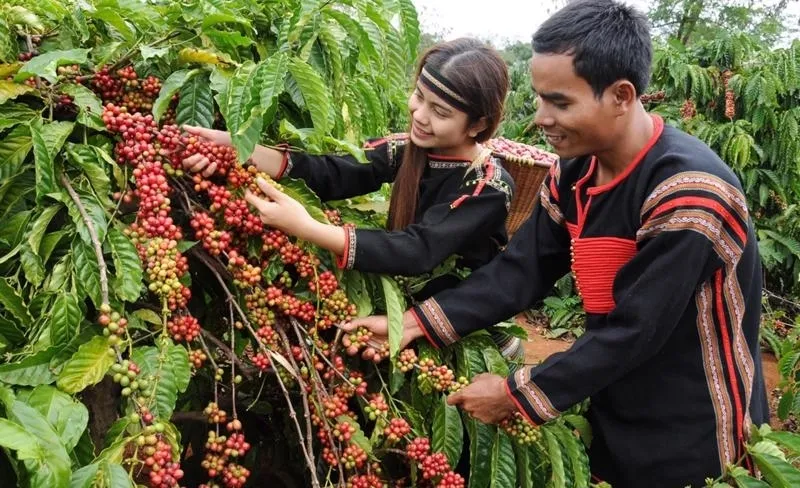 Bản tin n&ocirc;ng sản h&ocirc;m nay (6-5): Gi&aacute; c&agrave; ph&ecirc; đi ngang, hồ ti&ecirc;u giảm nhẹ- Ảnh 1.