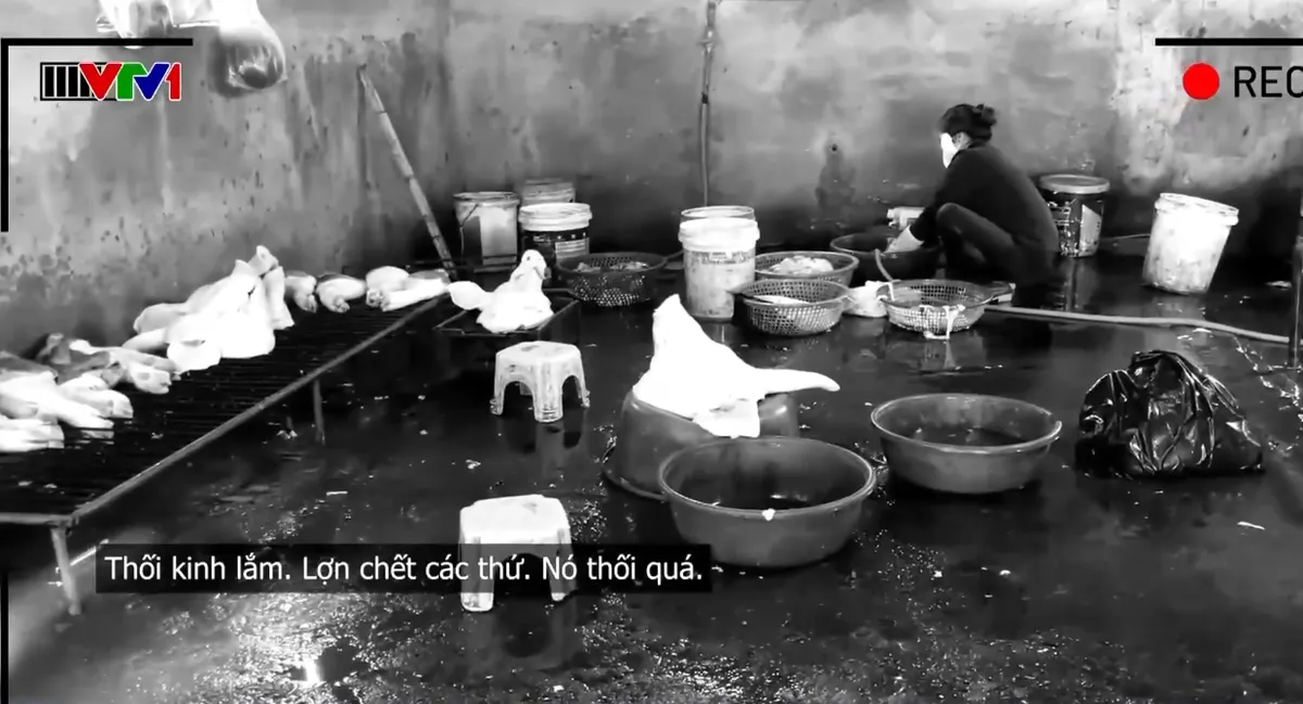 Th&acirc;m nhập cơ sở giết mổ chuy&ecirc;n thu gom lợn ốm, chết, kh&ocirc;ng kiểm dịch ở Ninh B&igrave;nh - Ảnh 4.