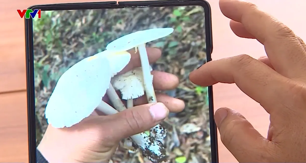 1 người tử vong, 5 người nhập viện sau khi ăn nấm dại - Ảnh 1.