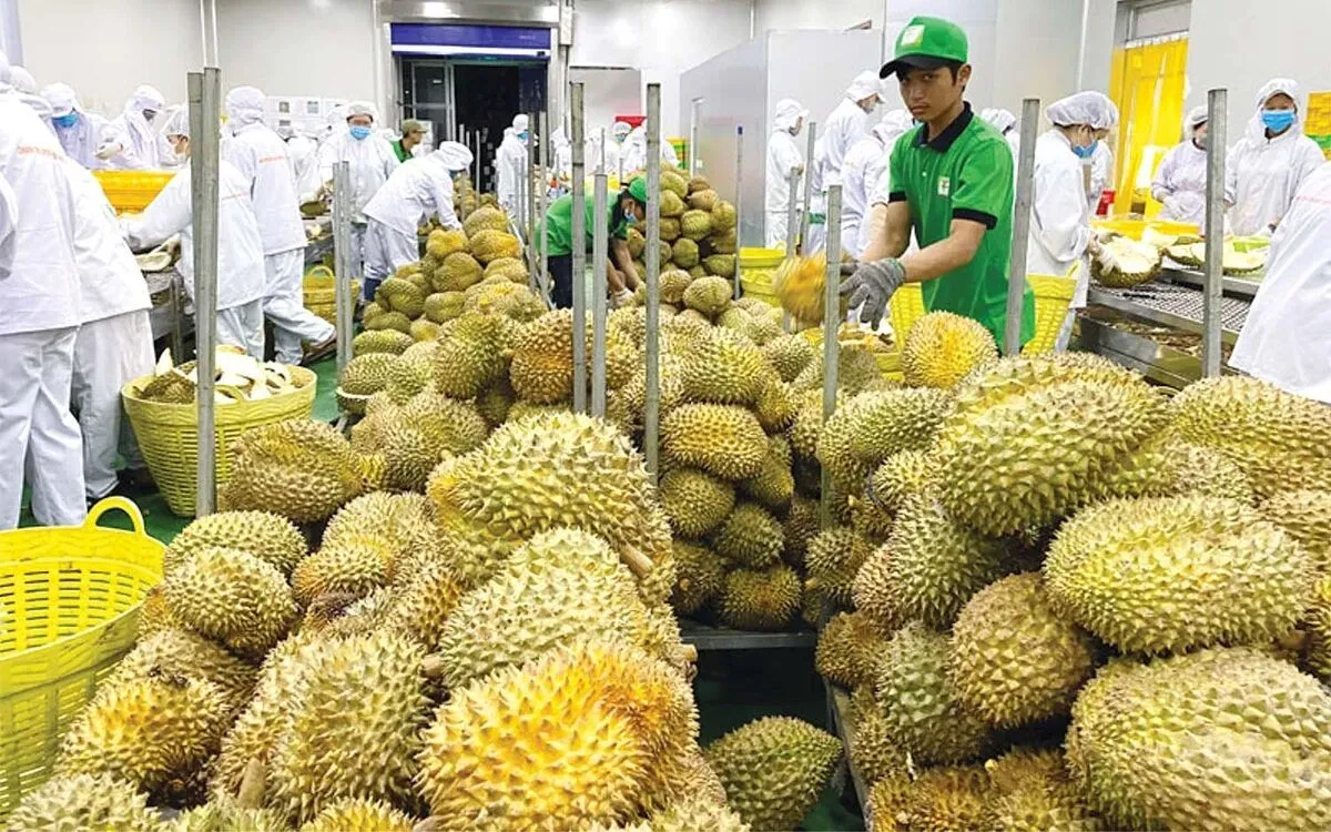 Bộ N&ocirc;ng nghiệp y&ecirc;u cầu gỡ &aacute;ch tắc kiểm nghiệm để th&uacute;c đẩy xuất khẩu sầu ri&ecirc;ng- Ảnh 1.