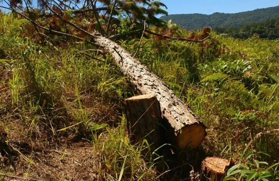 Điều tra vụ 248 cây thông bị cưa hạ sát Trạm kiểm lâm ở Lâm Đồng- Ảnh 3. Điều tra vụ 248 cây thông bị cưa hạ sát Trạm kiểm lâm ở Lâm Đồng- Ảnh 3.