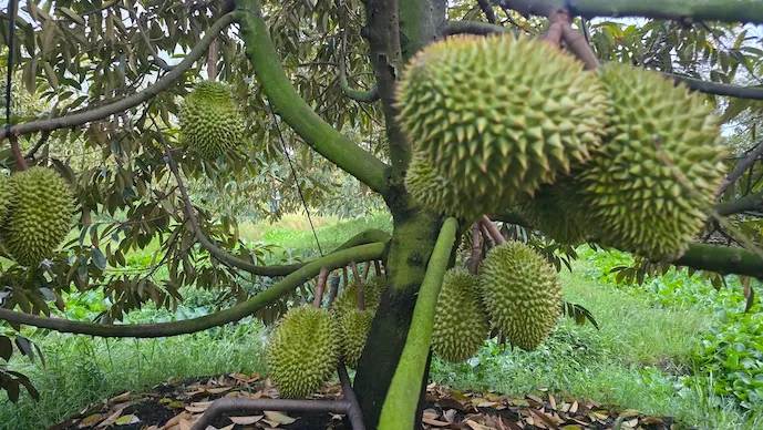 Sầu ri&ecirc;ng rớt gi&aacute;, lộ khoảng trống ph&aacute;t triển n&oacute;ng- Ảnh 1.