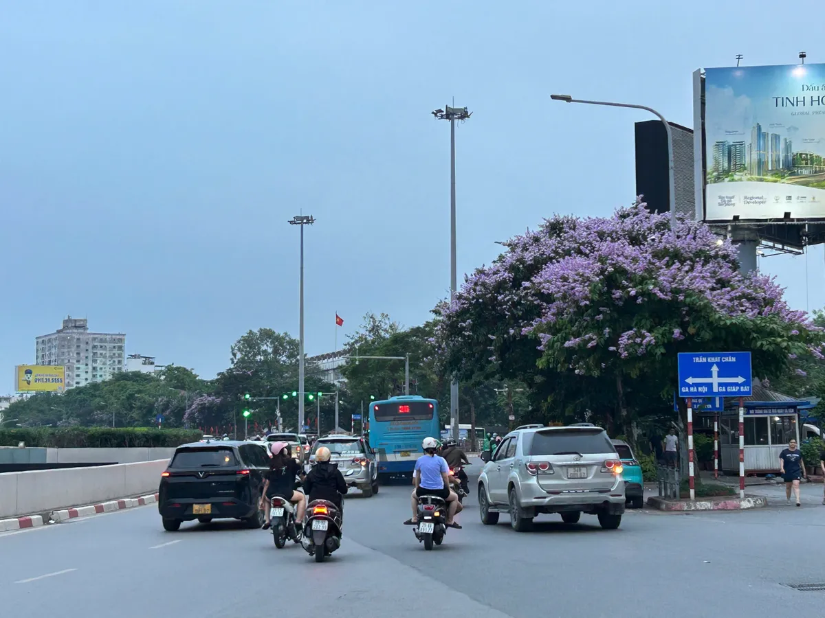 Hà Nội: Sắc tím bằng lăng nở rộ đầu mùa hạ- Ảnh 3. Hà Nội: Sắc tím bằng lăng nở rộ đầu mùa hạ- Ảnh 3.