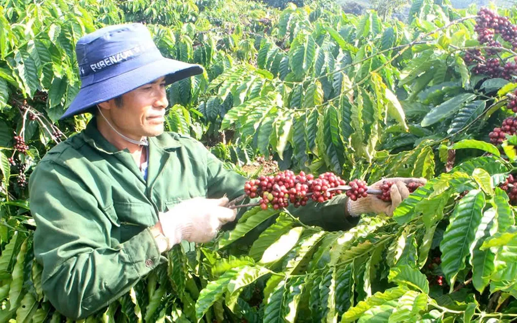 Gi&aacute; c&agrave; ph&ecirc; xuất khẩu lao dốc, ng&agrave;nh c&agrave; ph&ecirc; đối mặt nguy cơ hụt tăng trưởng- Ảnh 1.
