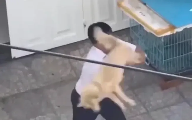 Người đàn ông nắm chân chó sau đó ném về phía shipper