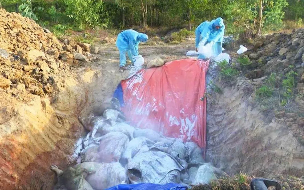 Lâm Đồng quyết liệt ngăn dịch tả heo châu Phi lây lan diện rộng.