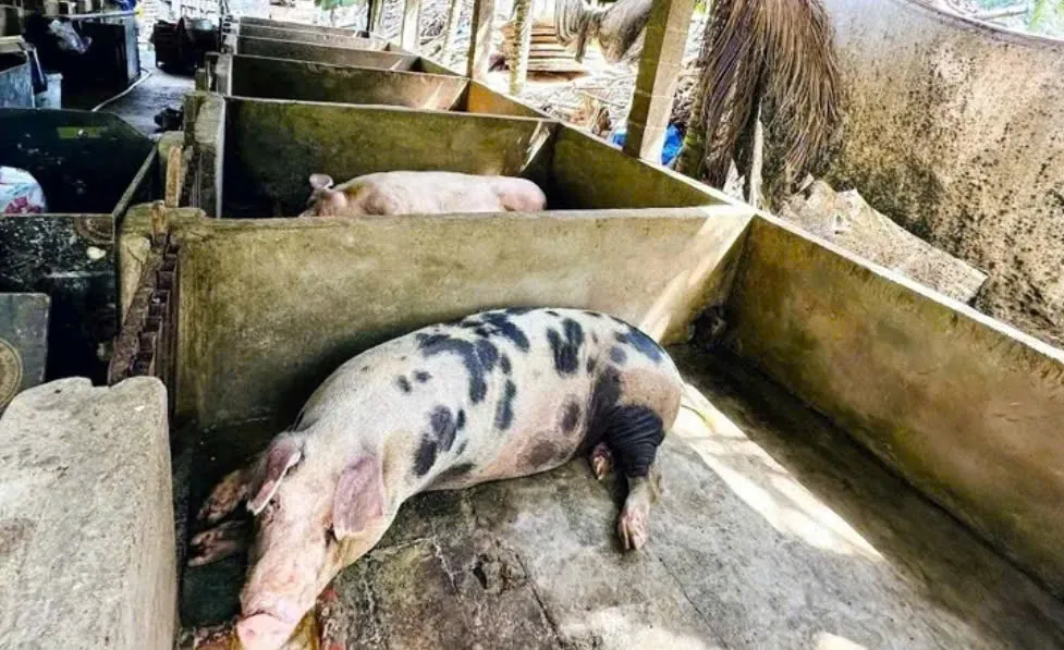 L&acirc;m Đồng quyết liệt ngăn dịch tả heo ch&acirc;u Phi l&acirc;y lan diện rộng - Ảnh 2.