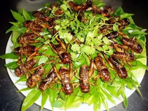 Cảnh báo nguy cơ ngộ độc từ các món ăn chế biến từ côn trùng- Ảnh 1. Cảnh báo nguy cơ ngộ độc từ các món ăn chế biến từ côn trùng- Ảnh 1.