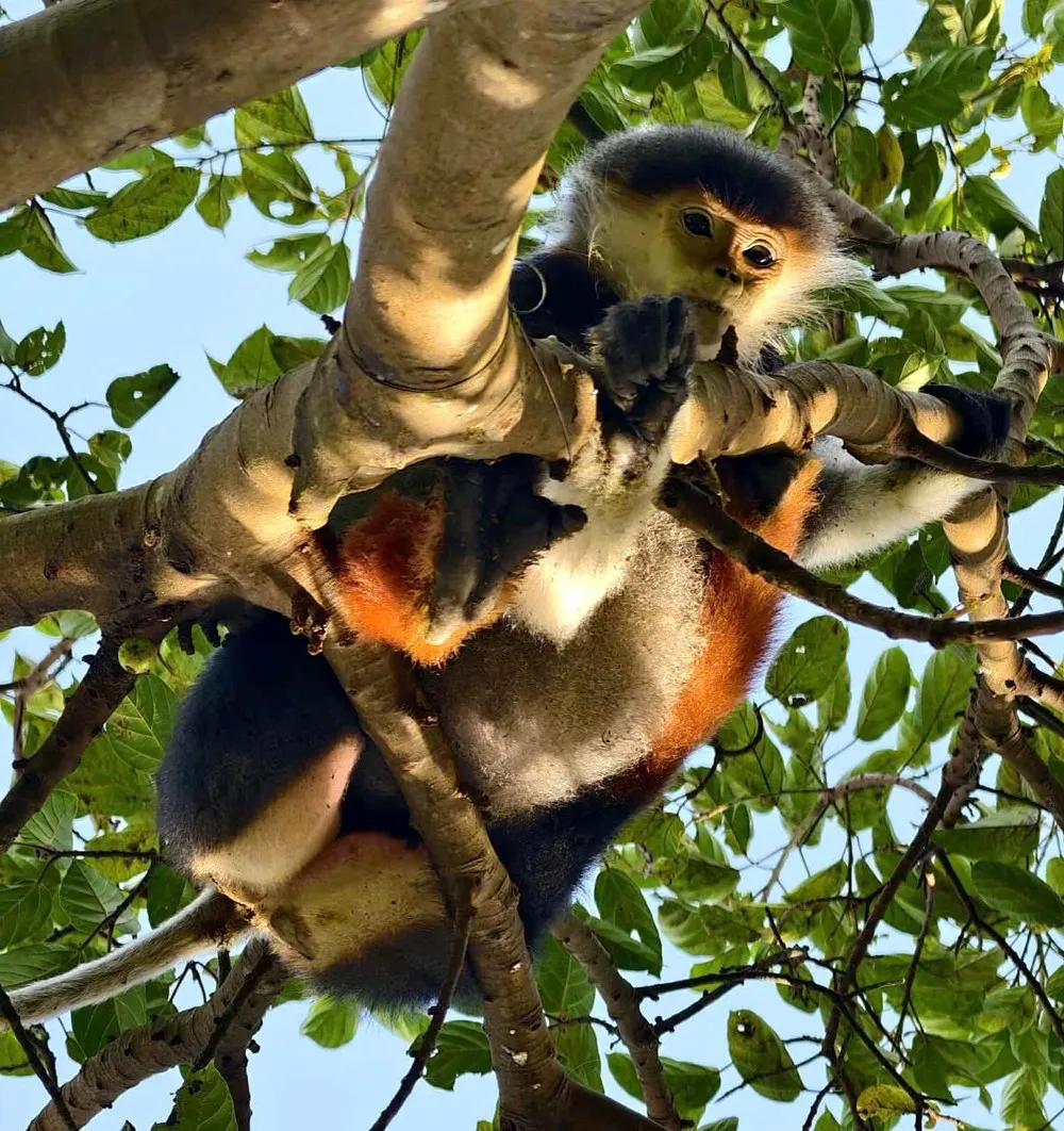 Khám phá đại gia đình Voọc chà vá chân nâu tại Sơn Trà mùa sinh sản- Ảnh 1. Khám phá đại gia đình Voọc chà vá chân nâu tại Sơn Trà mùa sinh sản- Ảnh 1.