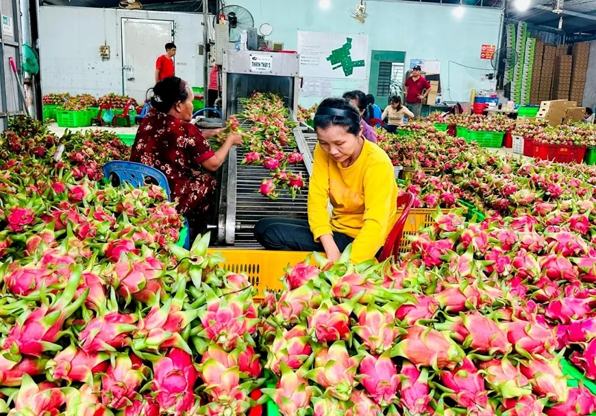 Giữ &ldquo;tấm v&eacute;&rdquo; v&agrave;o thị trường EU cho thanh long Việt- Ảnh 1.