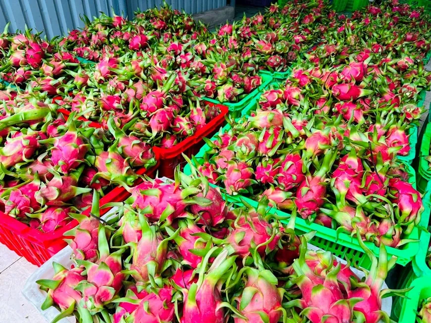 Giữ &ldquo;tấm v&eacute;&rdquo; v&agrave;o thị trường EU cho thanh long Việt- Ảnh 2.