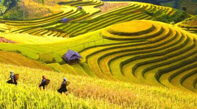 M&ugrave;a l&uacute;a ch&iacute;n tr&ecirc;n rẻo cao: Vẻ đẹp ngoạn mục của ruộng bậc thang M&ugrave; Cang Chải- Ảnh 1.