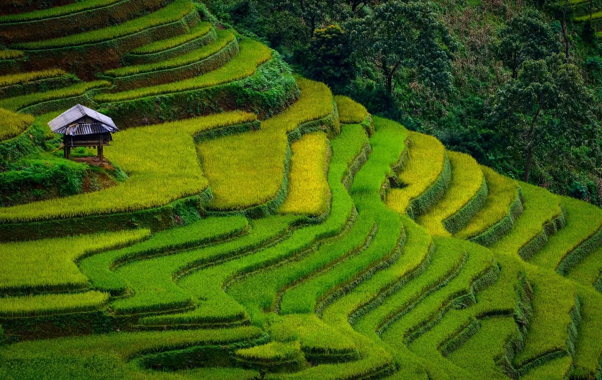 M&ugrave;a l&uacute;a ch&iacute;n tr&ecirc;n rẻo cao: Vẻ đẹp ngoạn mục của ruộng bậc thang M&ugrave; Cang Chải- Ảnh 2.
