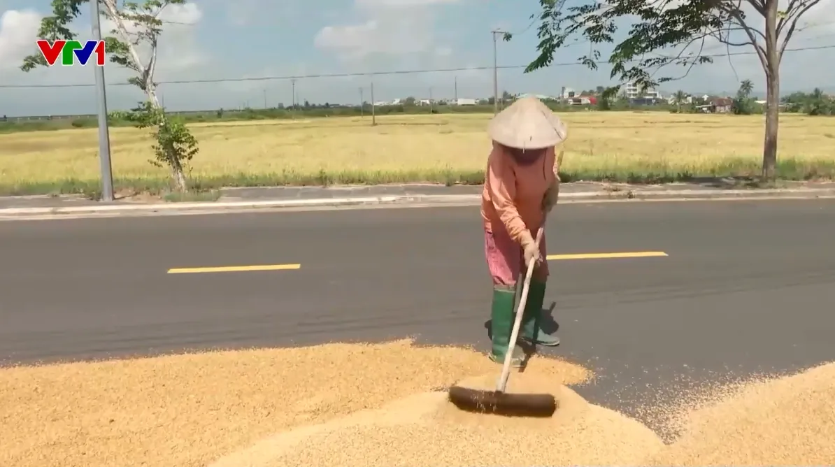 Biến l&ograve;ng đường th&agrave;nh s&acirc;n phơi l&uacute;a: Tiềm ẩn nhiều nguy cơ tai nạn- Ảnh 2.