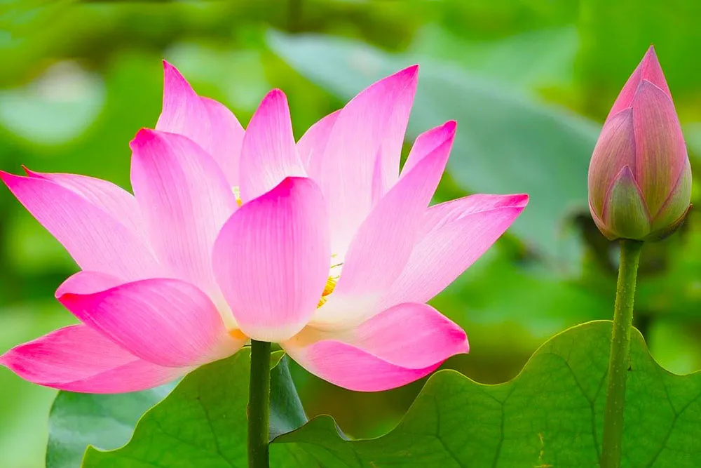 Kh&aacute;m ph&aacute; "thủ phủ" Sen Đồng Th&aacute;p Mười trong m&ugrave;a hoa nở rộ- Ảnh 2.
