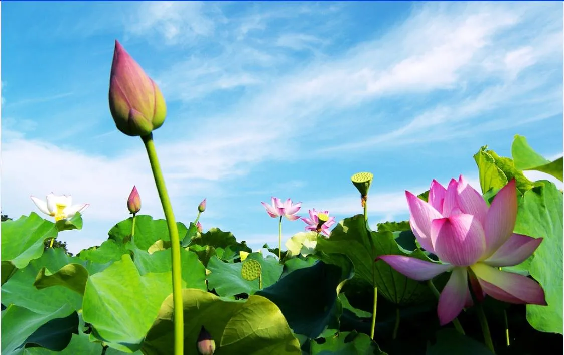 Kh&aacute;m ph&aacute; "thủ phủ" Sen Đồng Th&aacute;p Mười trong m&ugrave;a hoa nở rộ- Ảnh 1.