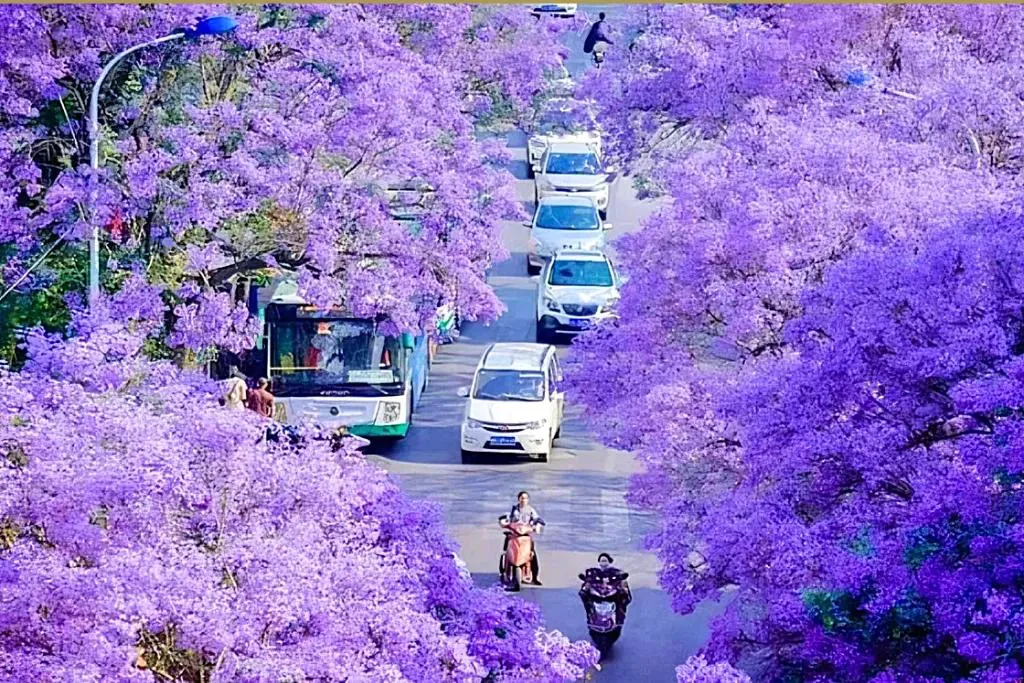 Phượng tím nở rộ, nhuộm sắc lãng mạn khắp thành phố Côn Minh- Ảnh 1. Phượng tím nở rộ, nhuộm sắc lãng mạn khắp thành phố Côn Minh- Ảnh 1.