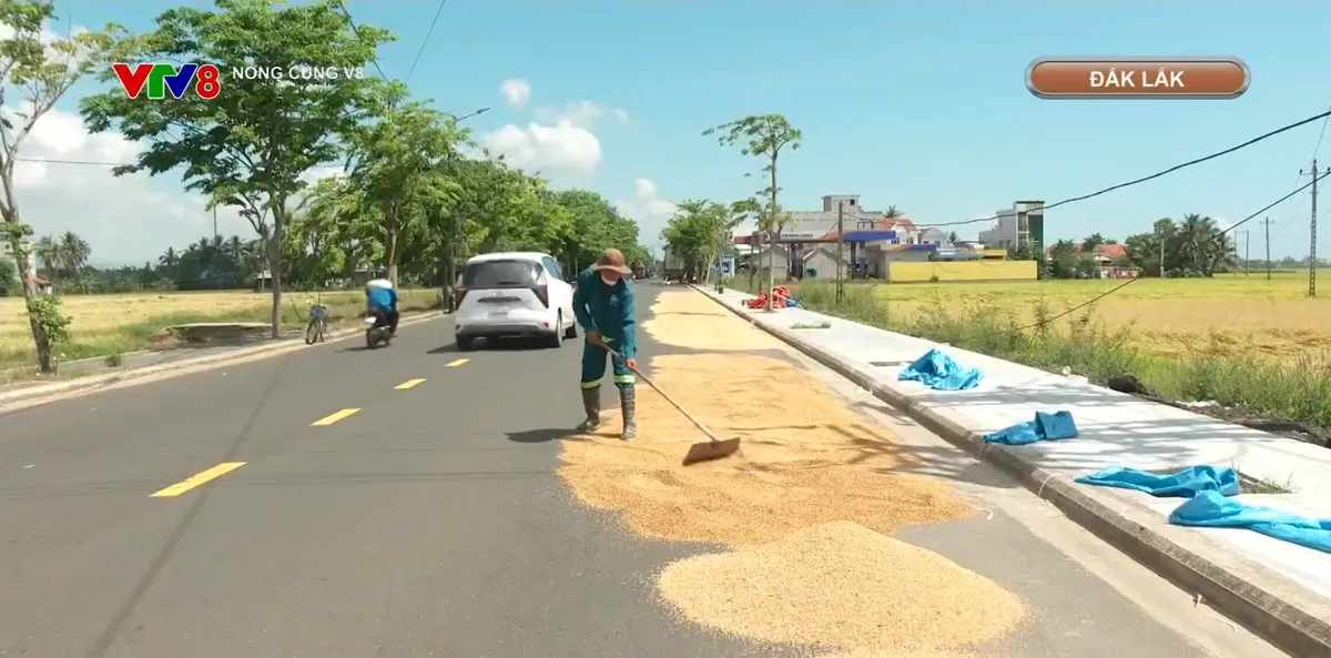 Vẫn phổ biến t&igrave;nh trạng phơi l&uacute;a tr&ecirc;n đường- Ảnh 2.