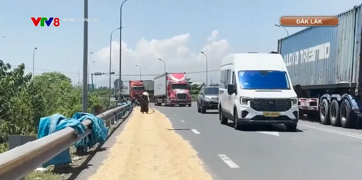 Vẫn phổ biến t&igrave;nh trạng phơi l&uacute;a tr&ecirc;n đường- Ảnh 1.