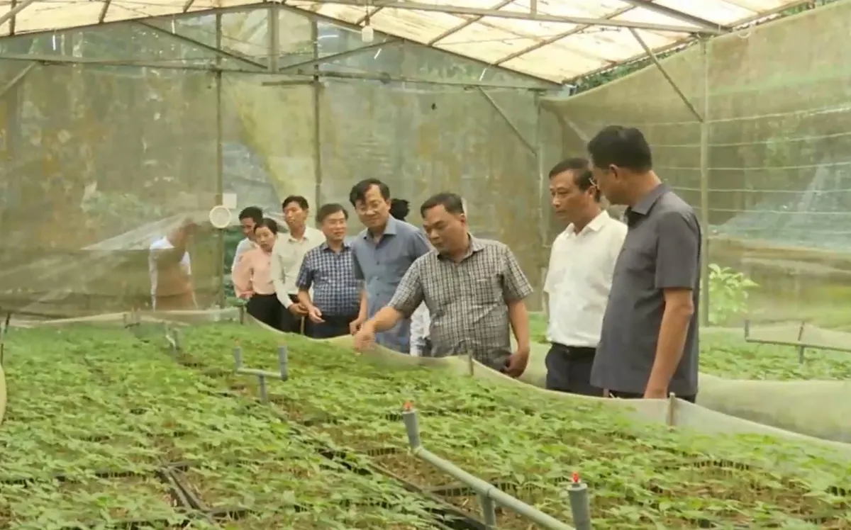 Đà Nẵng đầu tư phát triển vùng sản xuất Sâm Ngọc Linh- Ảnh 2. Đà Nẵng đầu tư phát triển vùng sản xuất Sâm Ngọc Linh- Ảnh 2.