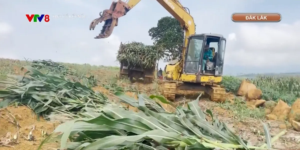 Liên kết trồng ngô sinh khối tạo sinh kế cho người dân miền núi - Ảnh 1. Liên kết trồng ngô sinh khối tạo sinh kế cho người dân miền núi - Ảnh 1.
