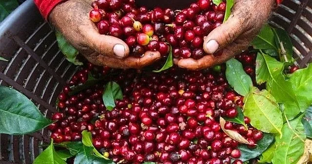 Bản tin nông sản hôm nay (15-5): Giá cà phê tăng mạnh- Ảnh 1. Bản tin nông sản hôm nay (15-5): Giá cà phê tăng mạnh- Ảnh 1.