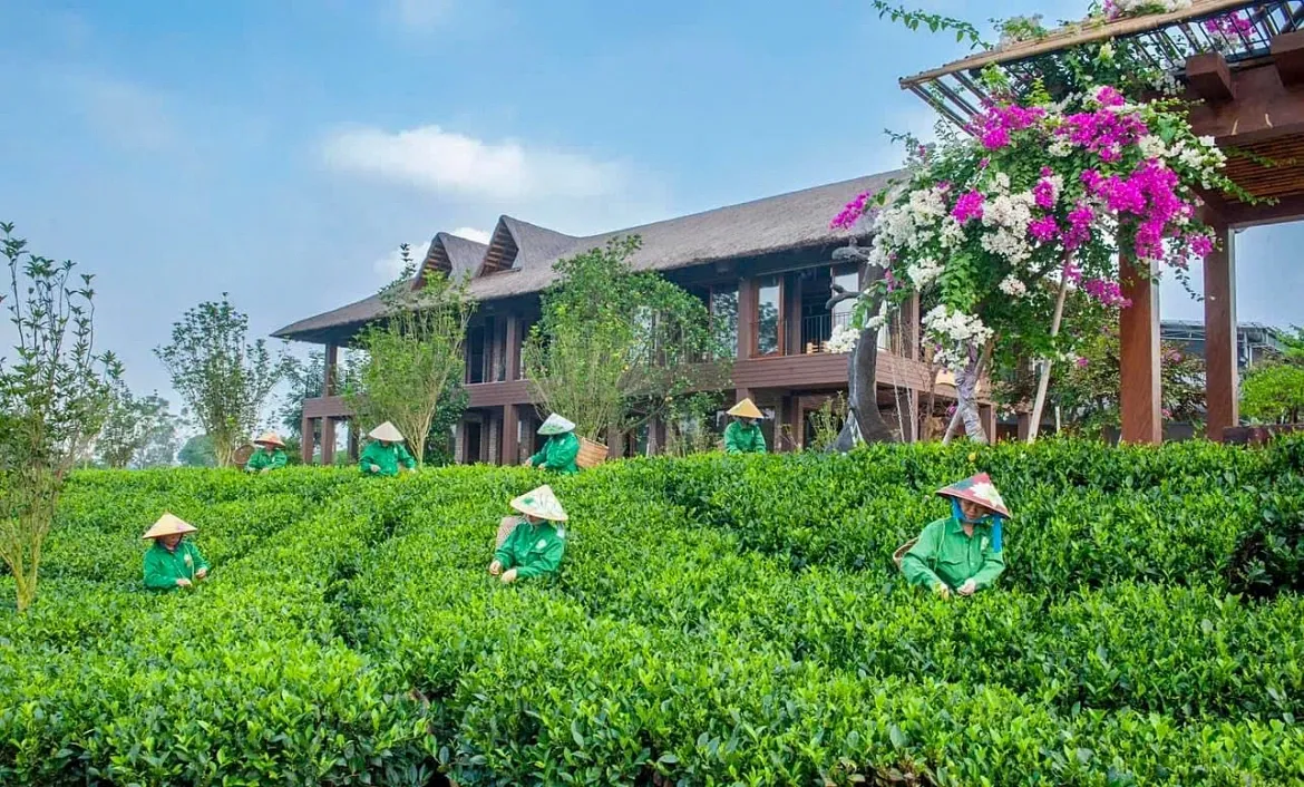Du lịch cộng đồng mở hướng ph&aacute;t triển mới cho v&ugrave;ng ch&egrave; Th&aacute;i Nguy&ecirc;n- Ảnh 1.